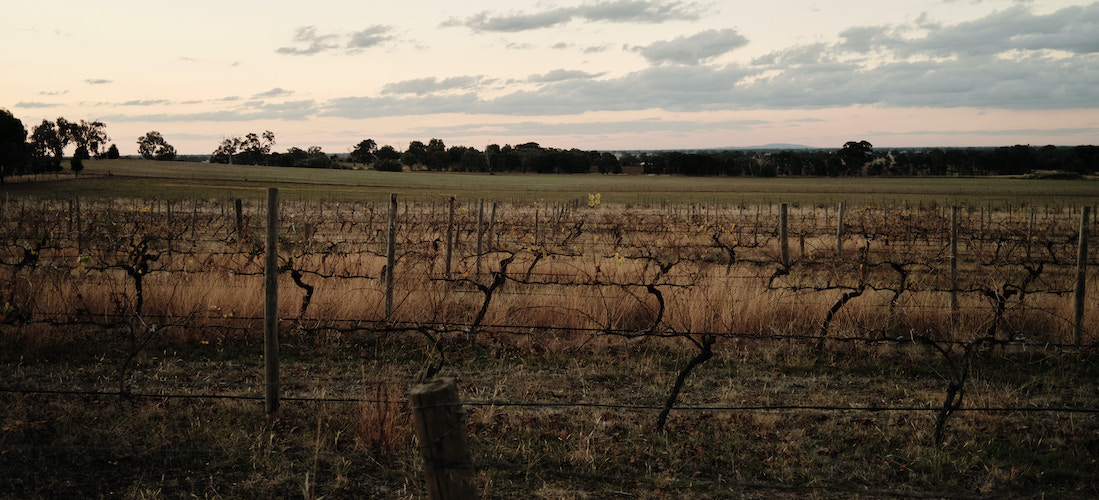 Fenced vineyard